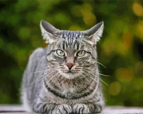 Aesthetic Grey Tabby Cat Paint By Numbers