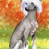Aesthetic Chinese Crested Dog Paint By Numbers