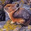 American Pika Animal Paint By Numbers
