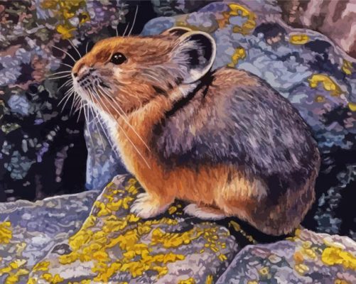 American Pika Animal Paint By Numbers