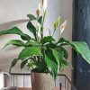 Beautiful Peace Lily Paint By Numbers