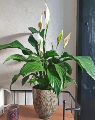 Beautiful Peace Lily Paint By Numbers