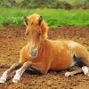 Blond Horse Foal Paint By Numbers