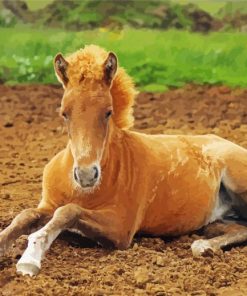 Blond Horse Foal Paint By Numbers