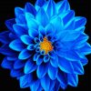 Blue Dahlia Paint By Numbers