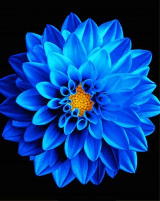 Blue Dahlia Paint By Numbers