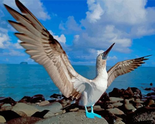 Blue Footed Booby Paint By Numbers