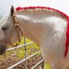 Braided Percheron Horse Paint By Numbers