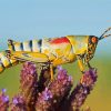 Cool Grasshopper Paint By Numbers