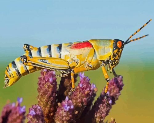 Cool Grasshopper Paint By Numbers