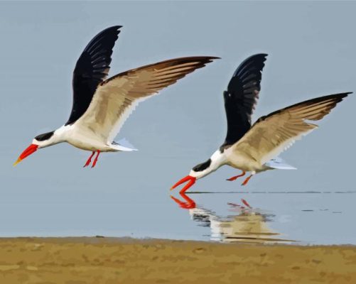 Cool Indian Skimmer Paint By Numbers