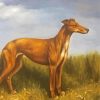 Cool Lurcher Dog Paint By Numbers