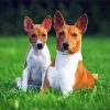 Adorable Basenji Dog Paint By Numbers