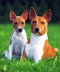 Adorable Basenji Dog Paint By Numbers