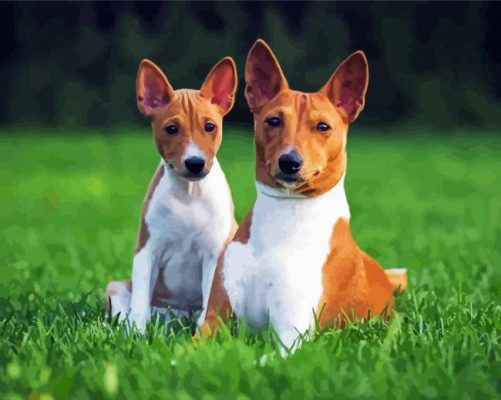 Adorable Basenji Dog Paint By Numbers