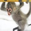 Spider Monkey Animal Paint By Numbers