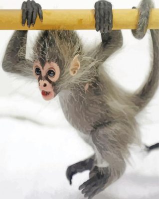 Spider Monkey Animal Paint By Numbers