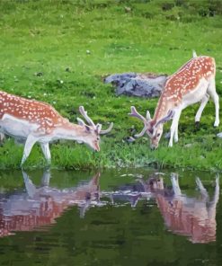 Deer In The River Paint By Numbers