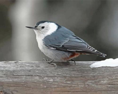 Grey And White Bird Paint By Numbers