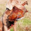 Hunting Dog With Pheasant Its Mouth Paint By Numbers