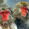 Japanese Snow Monkey Paint By Numbers