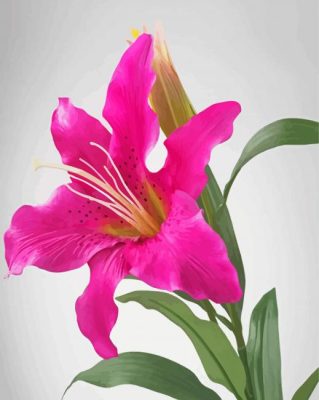 Pink Lily Flower Paint By Numbers