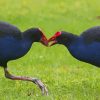 Pūkeko Birds Paint By Numbers