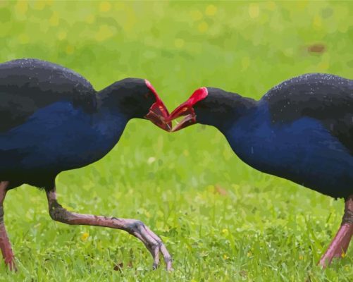 Pūkeko Birds Paint By Numbers