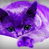 Purrple Cat Paint By Numbers