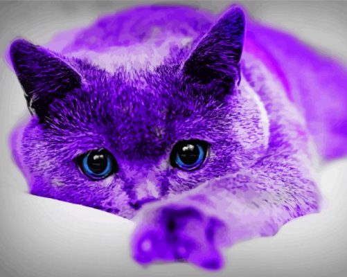 Purrple Cat Paint By Numbers