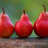 Red Pears In A Row Paint By Numbers