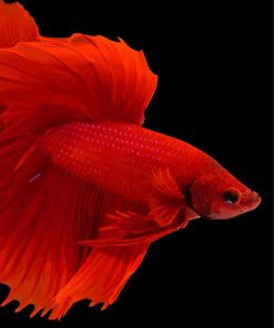 Red Betta Fish Paint By Numbers