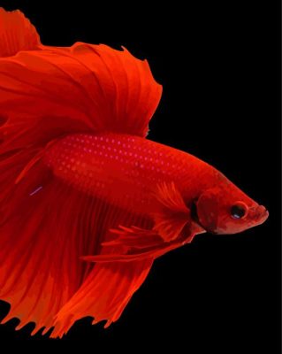 Red Betta Fish Paint By Numbers