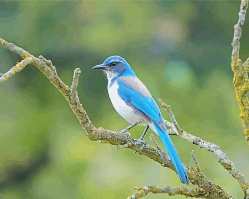 Scrub Jays On Tree Paint By Numbers