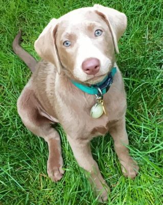 Silver Labrador Retriever Dog Paint By Numbers