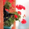 Sneak Peek Black Cats And Flowers Paint By Numbers