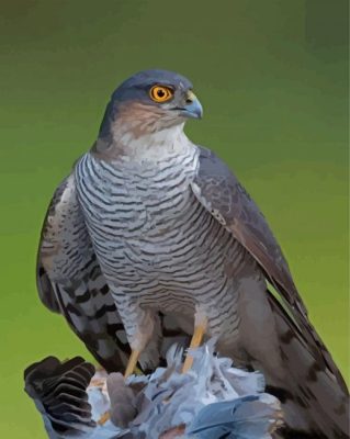 Sparrowhawk Bird Paint By Numbers