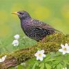 Starling Bird Paint By Numbers