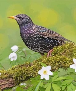 Starling Bird Paint By Numbers