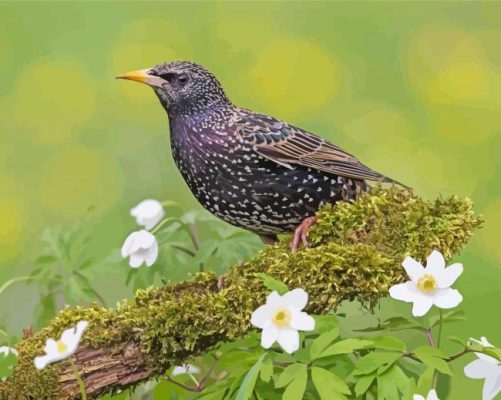 Starling Bird Paint By Numbers