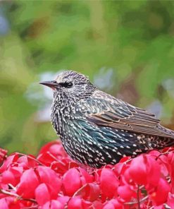 Starling And Red Leaves Paint By Numbers