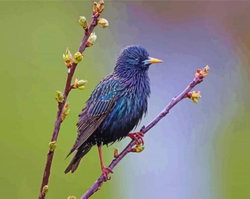 Starling On A Tree Branch Paint By Numbers