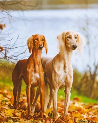 Two Salukis Dog Paint By Numbers