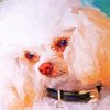 Abstract White Poodle Paint By Numbers