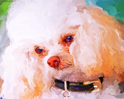 Abstract White Poodle Paint By Numbers