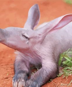 Aardvark Animal Paint By Numbers