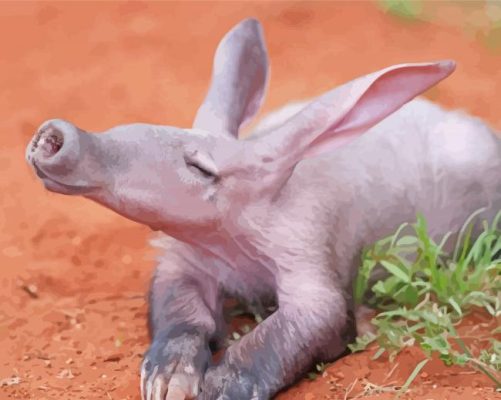 Aardvark Animal Paint By Numbers