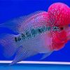 Aesthetic Flowerhorn Fish Paint By Numbers