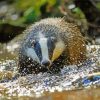 Badger By Water Paint By Numbers