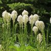 Beargrass Plant Paint By Numbers